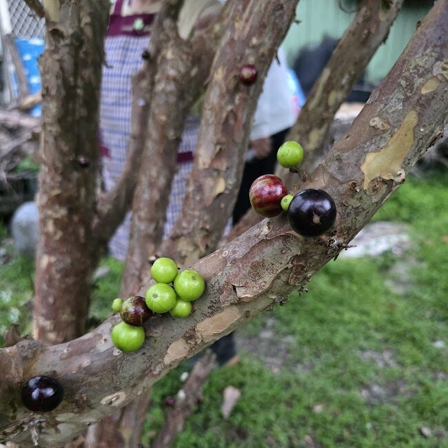 20251122 170940 e1763965098820